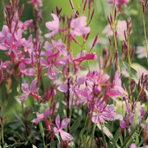 gaura-karalee-petite-pink-full-425x425