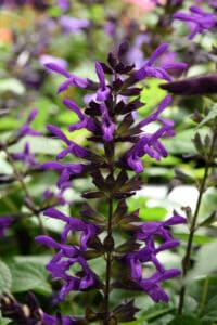 Purple &amp; Bloom Salvia
Color Code: 2597c
BFP 2020, #161055
Bloom, Vegetative
05.18 West Chicago, Mark Widhalm
SAL-161055_02.JPG
SAL18-24140.JPG