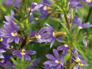 whirlwind-blue-scaevola-fan-flower-blue-purple-flower-proven-winners_13856