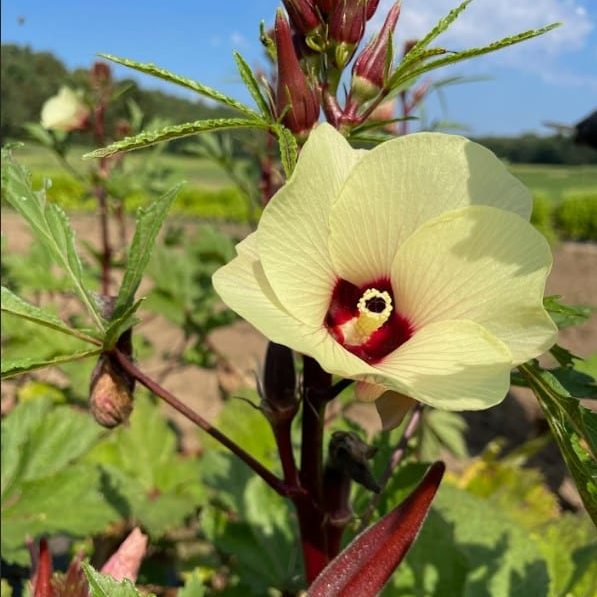 2024_04_okra_flowering